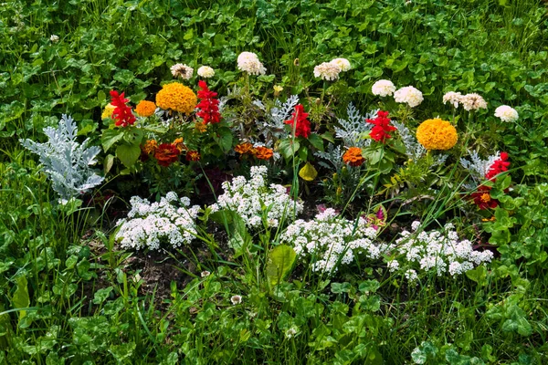 サルビア・ルネサンス、タゲテス・エレクツ、ロブリア、ジャコバイト、花壇の花、緑の草に囲まれています。 — ストック写真