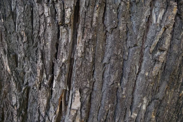 Närbild gammal ek bark i skogen. Texturbakgrund — Stockfoto