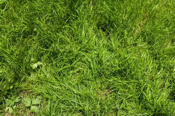 Güneş ışığı ve gölgeli uzun açık yeşil çimenler. Arkaplan — Stok fotoğraf