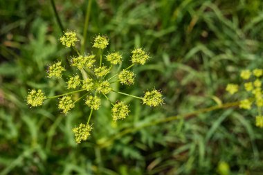 Top view of long yellow Angelica atropurpurea flower with ants on it. Blur background clipart