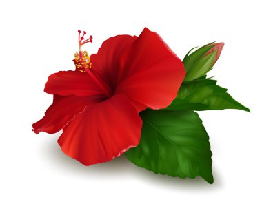 Kırmızı hibiscus çiçek (rosa-sinensis) yeşil yaprakları ve beyaz arka plan üzerinde izole bud ile yalan. Gerçekçi vektör çizim.