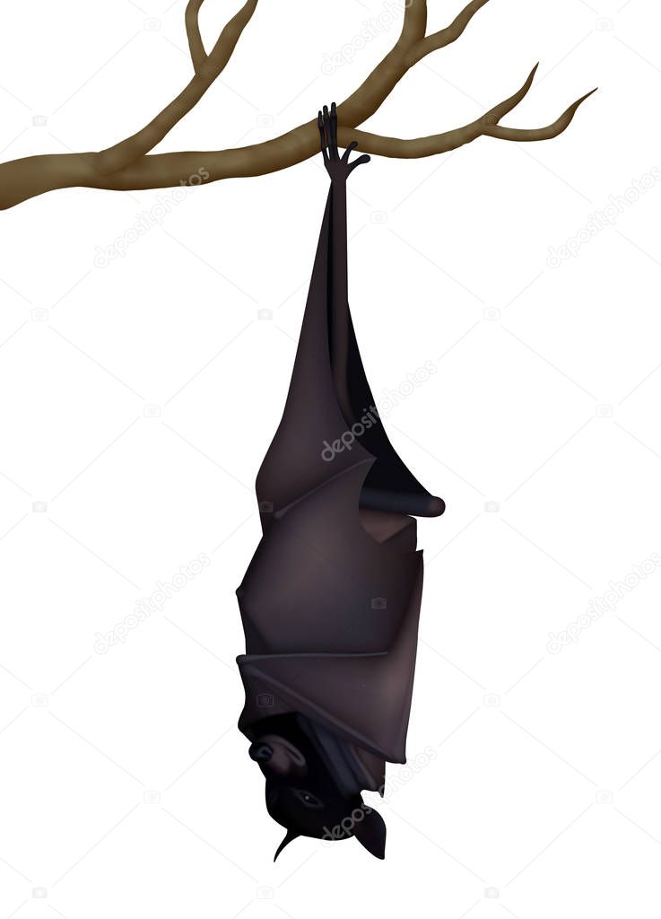 Sleeping black fruit bat (Pteropus Alecto) hanging on one leg on tree branch. Realistic vector illustration. White background.