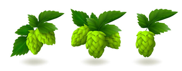 Bunches of green hop cones with leaves isolated on white background. Realistic vector illustration