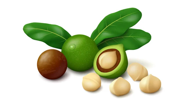 Čerstvé Makadamové Ořechy Zelenou Slupkou Listy Plody Rozpůlené Semena Hnědé — Stockový vektor