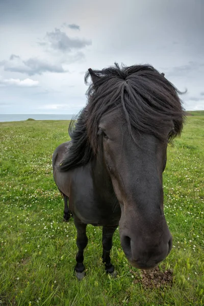 Caballo Islandés Con Cielo Ovescast Dramático — Foto de Stock