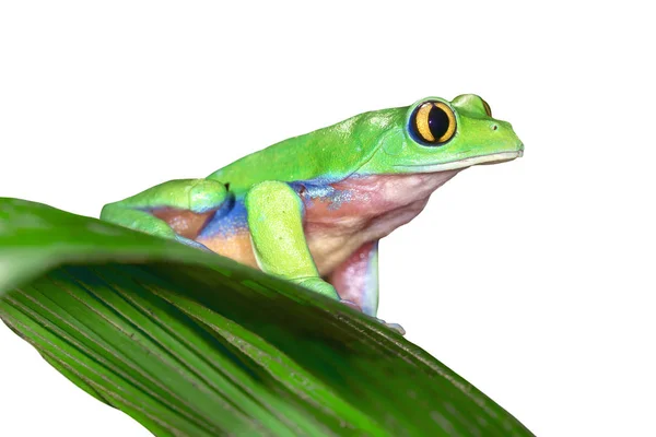 金色眼睛的叶子青蛙 Agalychnis Annae 从哥斯达黎加 — 图库照片