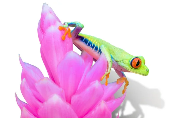 Sapo Folha Olho Dourado Agalychnis Annae Costa Rica — Fotografia de Stock