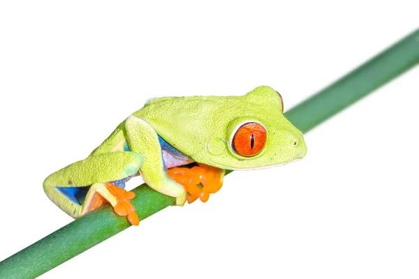 Czerwony Eyed Tree Frog Chwytnica Kolorowa Sarapiqui Costa Rica — Zdjęcie stockowe