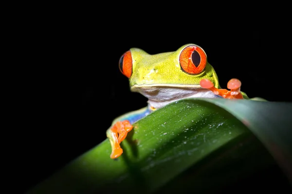 Röda Ögon Lövgroda Rödögd Bladgroda Sarapiqui Costa Rica — Stockfoto