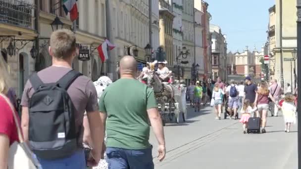 Krakow Polen Maj 2018 Renrasiga Hästar Festlig Rika Sele Promenad — Stockvideo