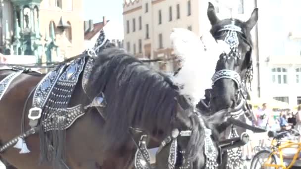克拉科夫 2018年5月5日 纯种马在节日丰富的线束 在旧城的马车上行走 — 图库视频影像