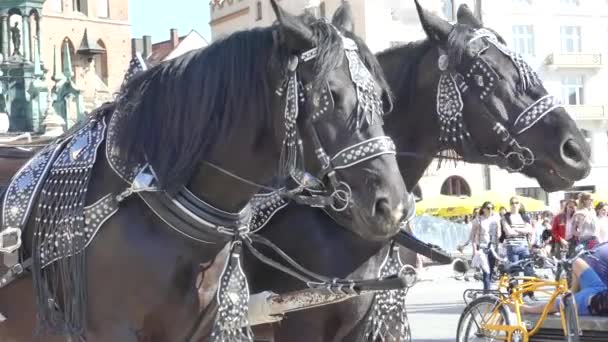 クラクフ ポーランド 2018 純血種はお祭りの豊富なハーネスの馬します 旧市街のキャリッジの中を歩く — ストック動画