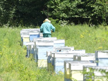 Bir orman glade arı ile bir arı kovanı. Bal üretim. Arıcı bal arı kovanı toplar.