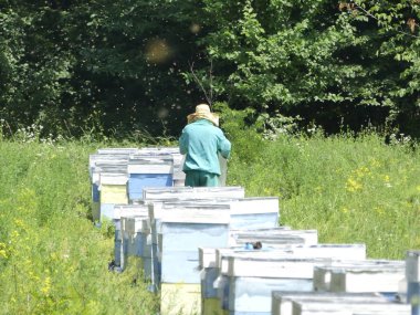 Bir orman glade arı ile bir arı kovanı. Bal üretim. Arıcı bal arı kovanı toplar.
