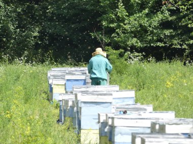 Bir orman glade arı ile bir arı kovanı. Bal üretim. Arıcı bal arı kovanı toplar.