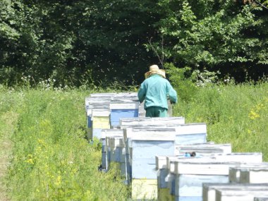 Bir orman glade arı ile bir arı kovanı. Bal üretim. Arıcı bal arı kovanı toplar.