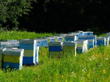 Bir orman glade arı ile bir arı kovanı. Bal üretim. Arıcı bal arı kovanı toplar.
