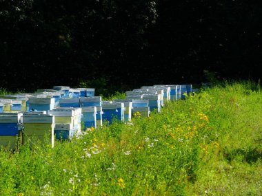 Bir orman glade arı ile bir arı kovanı. Bal üretim. Arıcı bal arı kovanı toplar.
