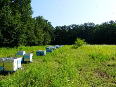 Bir orman glade arı ile bir arı kovanı. Bal üretim. Arıcı bal arı kovanı toplar.