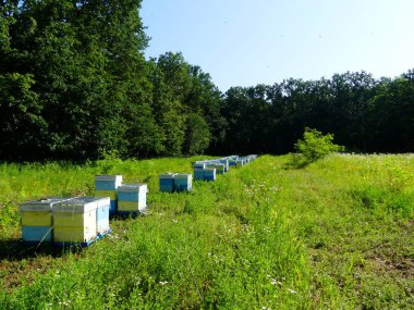 Bir orman glade arı ile bir arı kovanı. Bal üretim. Arıcı bal arı kovanı toplar.