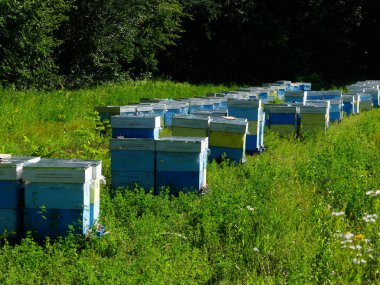Bir orman glade arı ile bir arı kovanı. Bal üretim. Arıcı bal arı kovanı toplar.