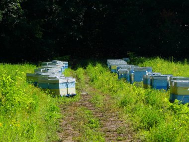 Bir orman glade arı ile bir arı kovanı. Bal üretim. Arıcı bal arı kovanı toplar.