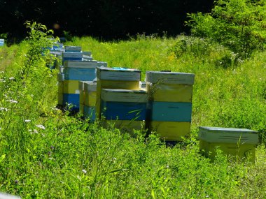 Bir orman glade arı ile bir arı kovanı. Bal üretim. Arıcı bal arı kovanı toplar.
