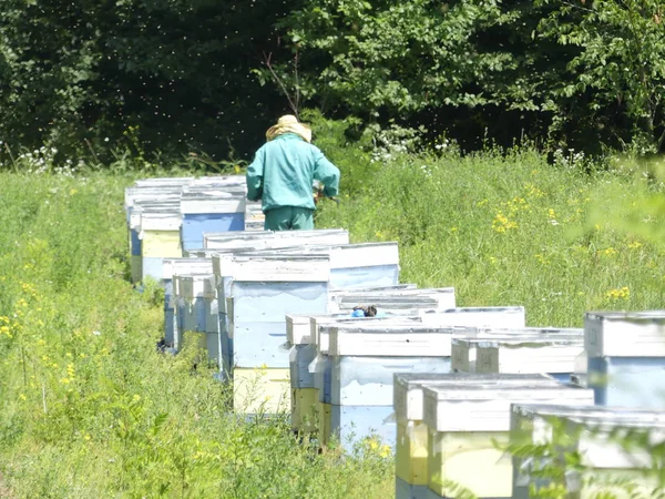 Bir orman glade arı ile bir arı kovanı. Bal üretim. Arıcı bal arı kovanı toplar.