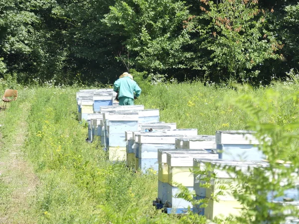 Bir orman glade arı ile bir arı kovanı. Bal üretim. Arıcı bal arı kovanı toplar.