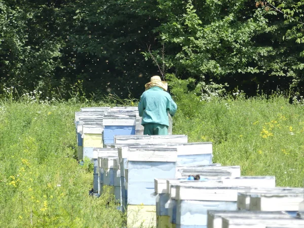 Bir orman glade arı ile bir arı kovanı. Bal üretim. Arıcı bal arı kovanı toplar.