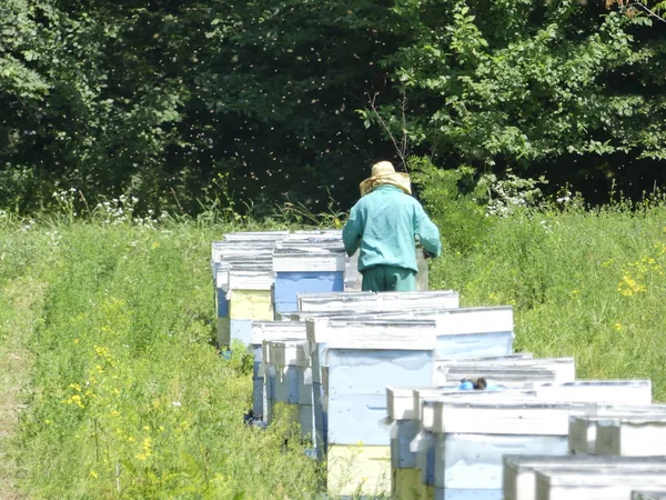 Bir orman glade arı ile bir arı kovanı. Bal üretim. Arıcı bal arı kovanı toplar.