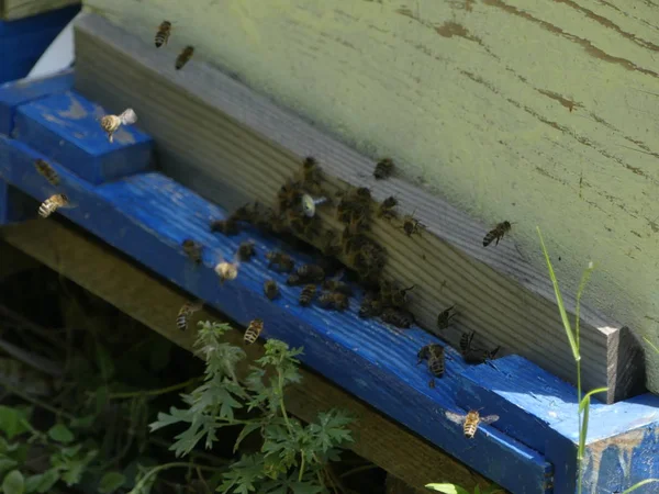 Roy of bees near the beehive in the apiary. An apiary with bees in a forest glade. Production of honey.