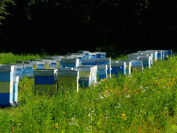 Bir orman glade arı ile bir arı kovanı. Bal üretim. Arıcı bal arı kovanı toplar.