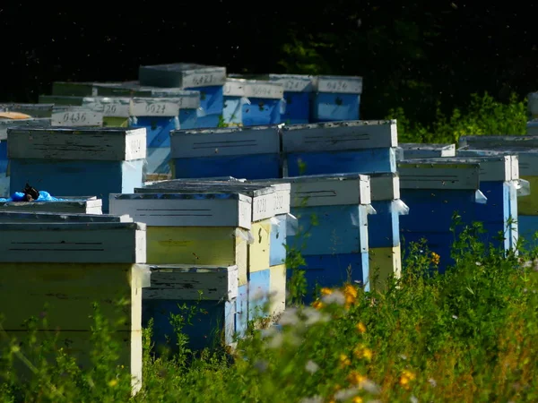 Bir orman glade arı ile bir arı kovanı. Bal üretim. Arıcı bal arı kovanı toplar.