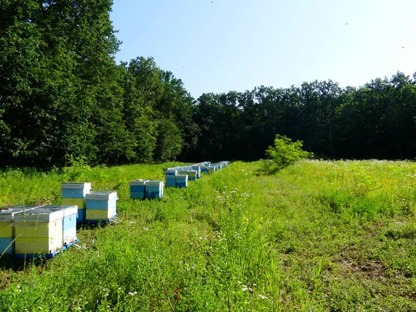 Bir orman glade arı ile bir arı kovanı. Bal üretim. Arıcı bal arı kovanı toplar.