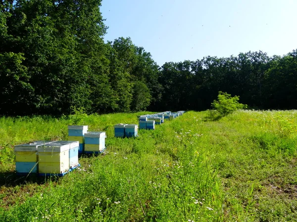 Bir orman glade arı ile bir arı kovanı. Bal üretim. Arıcı bal arı kovanı toplar.