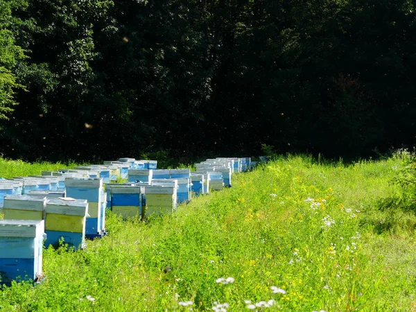 Bir orman glade arı ile bir arı kovanı. Bal üretim. Arıcı bal arı kovanı toplar.