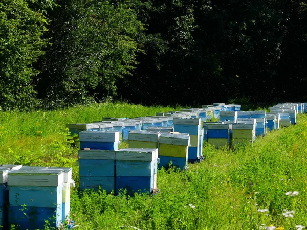 Bir orman glade arı ile bir arı kovanı. Bal üretim. Arıcı bal arı kovanı toplar.