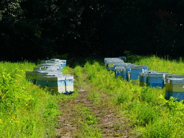 Bir orman glade arı ile bir arı kovanı. Bal üretim. Arıcı bal arı kovanı toplar.