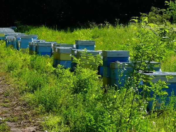Bir orman glade arı ile bir arı kovanı. Bal üretim. Arıcı bal arı kovanı toplar.