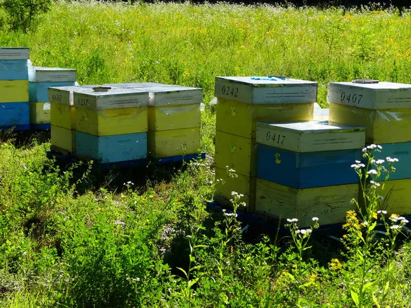 Bir orman glade arı ile bir arı kovanı. Bal üretim. Arıcı bal arı kovanı toplar.