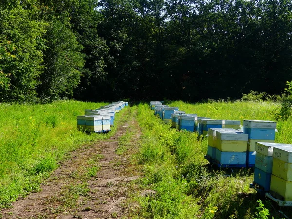 Bir orman glade arı ile bir arı kovanı. Bal üretim. Arıcı bal arı kovanı toplar.