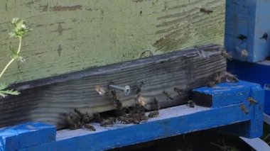 Arı arı kovanı, arı kovanı yakınındaki Roy. Bir orman glade arı ile bir arı kovanı. Bal üretim.