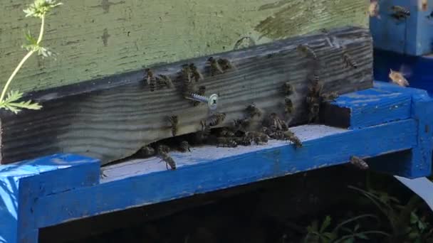 ミツバチ養蜂場のミツバチの巣箱の近くのロイ 森の空き地で蜂と養蜂場 蜂蜜の生産 — ストック動画