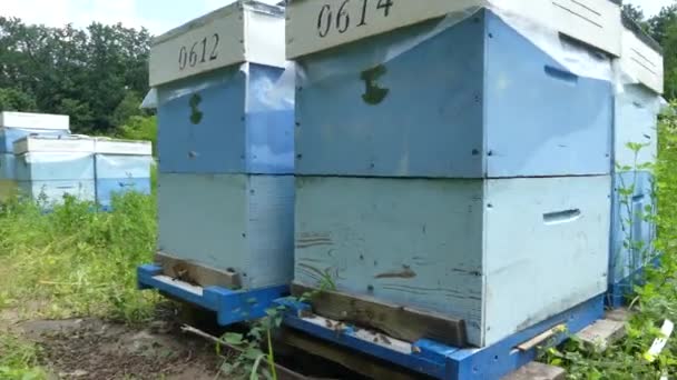 森の空き地で蜂と養蜂場 蜂蜜の生産 養蜂家は 養蜂場の蜂蜜を収集します — ストック動画