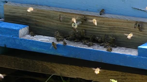 Roy Abeilles Près Ruche Dans Rucher Rucher Avec Des Abeilles — Video