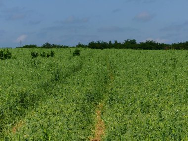 Alan bezelye ile ekilir. Bezelye üretimi. Bezelye alan parlak güneşli bir öğleden sonra.