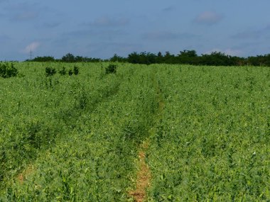 Alan bezelye ile ekilir. Bezelye üretimi. Bezelye alan parlak güneşli bir öğleden sonra.