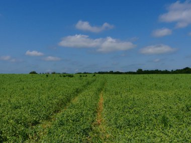 Alan bezelye ile ekilir. Bezelye üretimi. Bezelye alan parlak güneşli bir öğleden sonra.