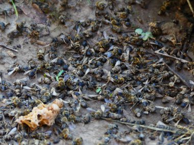 Ölü Arılar arı kovanı, arı kovanı yakınındaki. Pestisitler tarafından zehirli böcek ilacı. Ekolojik felaket, arılar alanları zehirli kimyasal kullanımı yüzünden ölme.